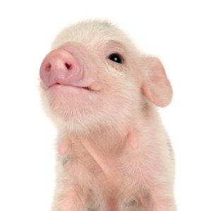 Grísast gegnum bankahrun