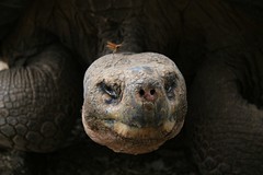 Risaskjaldbaka á Galapagos-eyjum