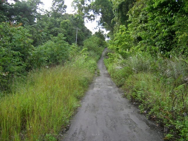 Jungle in New Guinea