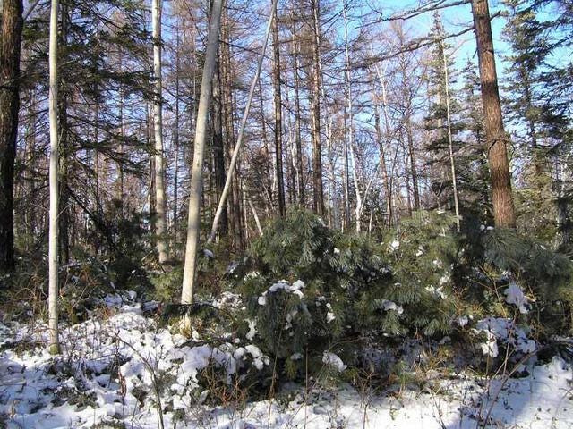 Forrest in Kamchatka