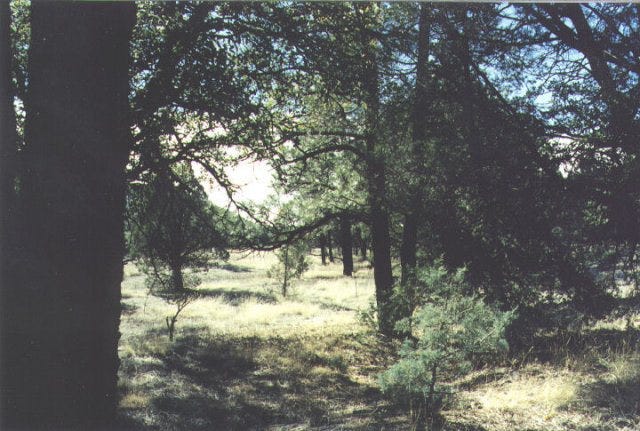 Ranch-land in New Mexico